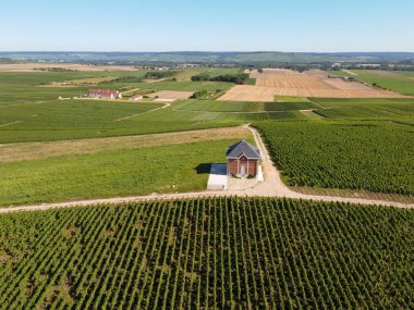 Fransa 'nın Epernay yakınlarındaki yeşil üzüm bağlarının hava manzarası yazın tebeşir topraklarında büyüyen beyaz şarap üzümleri.