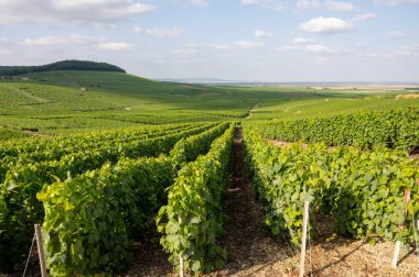 Fransa, Epernay yakınlarındaki yeşil üzüm bağlarının manzarası. Yazın tebeşir topraklarında yetişen beyaz şarap üzümleri.