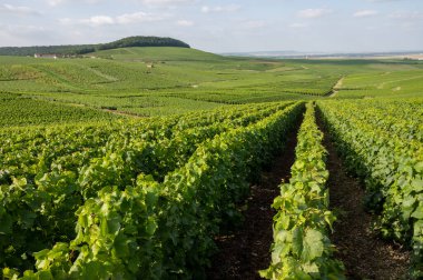 Fransa, Epernay yakınlarındaki yeşil üzüm bağlarının manzarası. Yazın tebeşir topraklarında yetişen beyaz şarap üzümleri.
