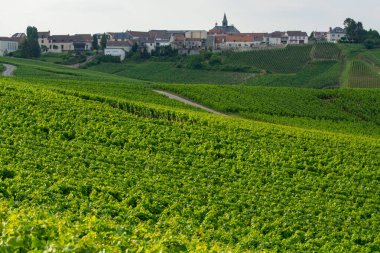Fransa 'nın Cramant köyü yakınlarındaki yeşil üzüm bağlarının manzarası. Yazın tebeşir topraklarında büyüyen beyaz şarap üzümleri.