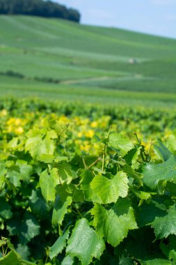 Fransa 'nın Cramant köyü yakınlarındaki yeşil üzüm bağlarının manzarası. Yazın tebeşir topraklarında büyüyen beyaz şarap üzümleri.