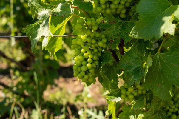 Uitzicht Groene Wijngaarden Champagne Regio Buurt Van Epernay Frankrijk Witte — Stockfoto
