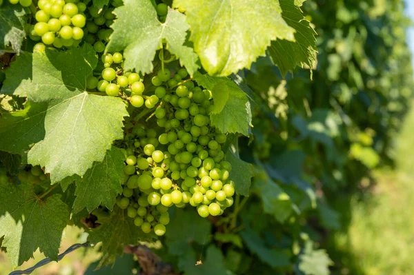 Uitzicht Groene Wijngaarden Champagne Regio Buurt Van Epernay Frankrijk Witte — Stockfoto