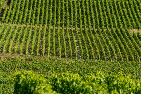 View Green Vineyards Champagne Region Epernay France White Chardonnay Wine — Stock Fotó