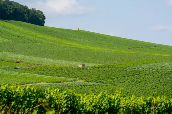 法国克拉登村附近香槟地区的绿色葡萄园 夏天白葡萄酒葡萄生长在粉笔土地上 — 图库照片