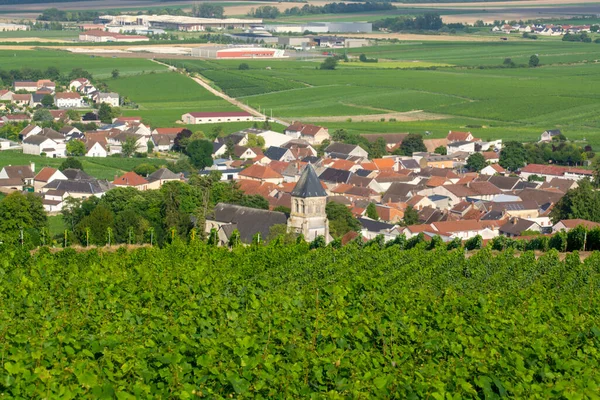 View Green Vineyards Champagne Region Cramant Village France White Chardonnay — Stock fotografie