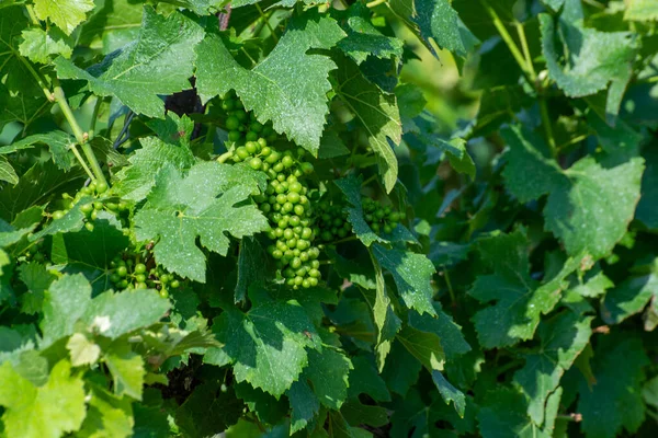 夏にチョークの土壌で栽培されているフランスのCramant村 白シャルドネワインブドウの近くのシャンパン地域の緑のブドウ畑を見る — ストック写真