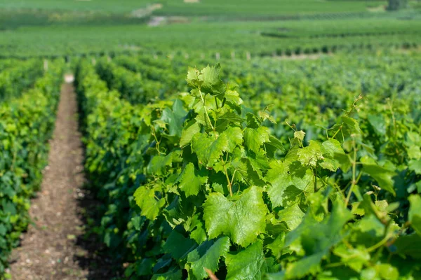View Green Vineyards Champagne Region Cramant Village France White Chardonnay — Stock Fotó