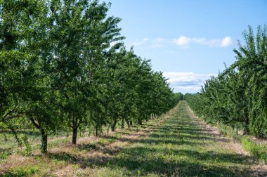 Yazın ağaçta olgunlaşan yeşil badem fındıkları, Provence, Fransa 'da badem fındığı ekimi