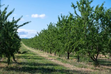 Yazın ağaçta olgunlaşan yeşil badem fındıkları, Provence, Fransa 'da badem fındığı ekimi