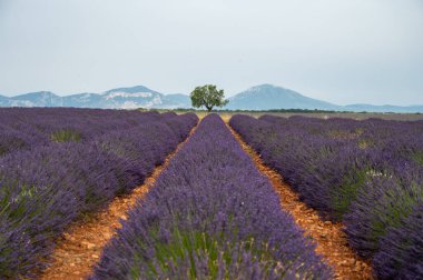 Fransa 'nın güneyinde turistik bir yer, Temmuzda Valensole, Provence platosunda çiçek açan renkli lavanta ve lavanta tarlaları..