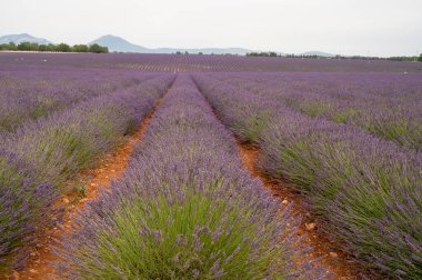 Fransa 'nın güneyinde turistik bir yer, Temmuzda Valensole, Provence platosunda çiçek açan renkli lavanta ve lavanta tarlaları..