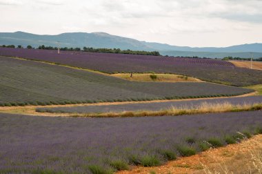 Fransa 'nın güneyinde turistik bir yer, Temmuzda Valensole, Provence platosunda çiçek açan renkli lavanta ve lavanta tarlaları..