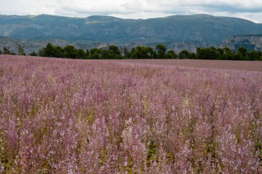 Fransa 'nın Provence kentindeki Valensole Platosu' nda yaz aylarında kullanılan aromatik tıbbi bitki bilgeliği ya da Salvia Scarlea 'nın yetiştirilmesi