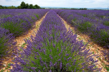 Fransa 'nın güneyinde turistik bir yer, Temmuzda Valensole, Provence platosunda çiçek açan renkli lavanta ve lavanta tarlaları..