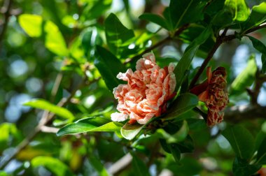 # Bahçedeki nar ağacının pembe çiçekleri # # Kapatın bahçeyi #