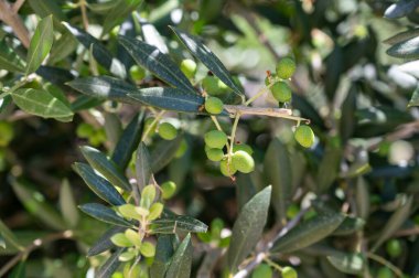 Yaz mevsiminde zeytin ağacında sallanan yeşil zeytinler.