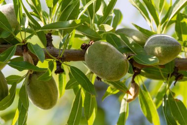 Yazın ağaçta olgunlaşan yeşil badem fındıkları, Provence, Fransa 'da badem fındığı ekimi