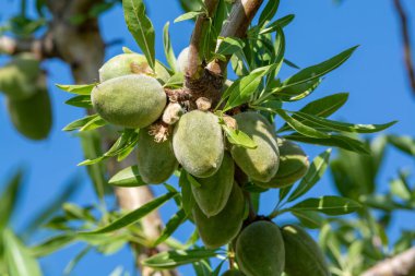 Yazın ağaçta olgunlaşan yeşil badem fındıkları, Provence, Fransa 'da badem fındığı ekimi