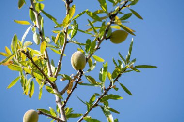 Yazın ağaçta olgunlaşan yeşil badem fındıkları, Provence, Fransa 'da badem fındığı ekimi
