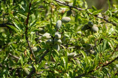 Yazın ağaçta olgunlaşan yeşil badem fındıkları, Provence, Fransa 'da badem fındığı ekimi