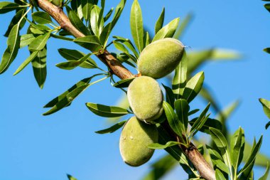 Yazın ağaçta olgunlaşan yeşil badem fındıkları, Provence, Fransa 'da badem fındığı ekimi