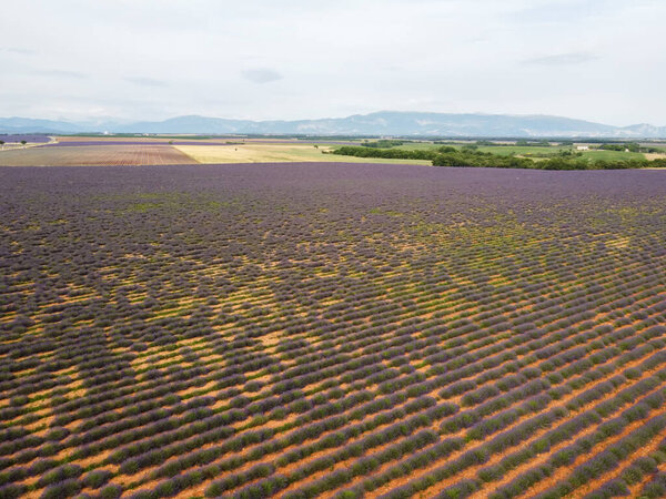 Touristic destination in South of France, aerial view on colorful aromatic lavender and lavandin fields in blossom in July on plateau Valensole, Provence.