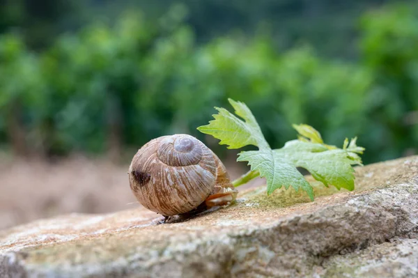 프랑스 맛있는 달팽이 프랑스 가까이에 포도원에서 자라고 — 스톡 사진