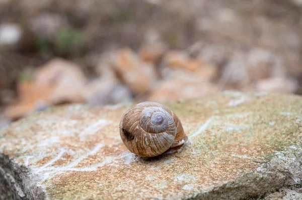 Fransk Mat Stor Välsmakande Ätbar Mark Sniglar Escargot Växer Vingårdar — Stockfoto