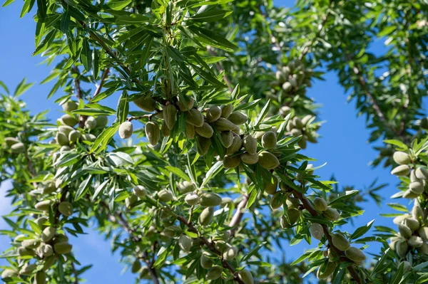 Green almonds nuts ripening on tree in summer, cultivation of almond nuts in Provence, France