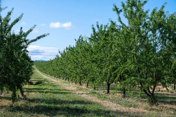 Yazın ağaçta olgunlaşan yeşil badem fındıkları, Provence, Fransa 'da badem fındığı ekimi
