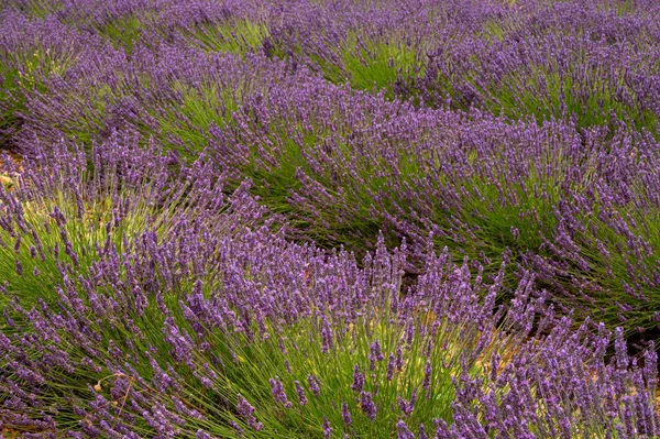 Destino Turístico Sur Francia Coloridos Campos Aromáticos Lavanda Lavanda Flor —  Fotos de Stock