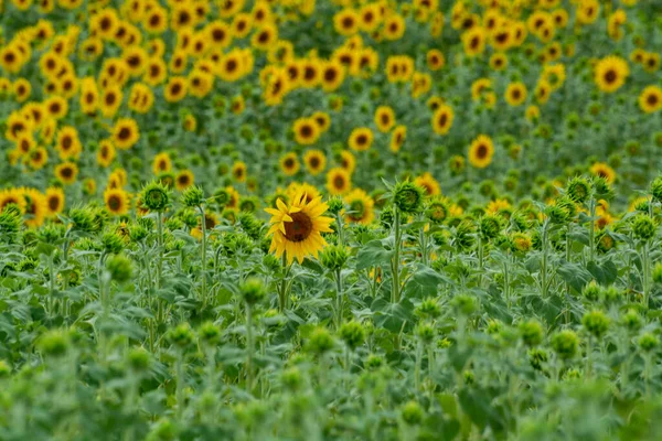 自然背景 フランスのプロヴァンスのフィールド上の黄色のひまわり植物の花 — ストック写真