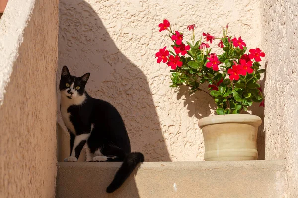 Joven Gato Blanco Negro Sentado Escalera Una Pequeña Casa — Foto de Stock
