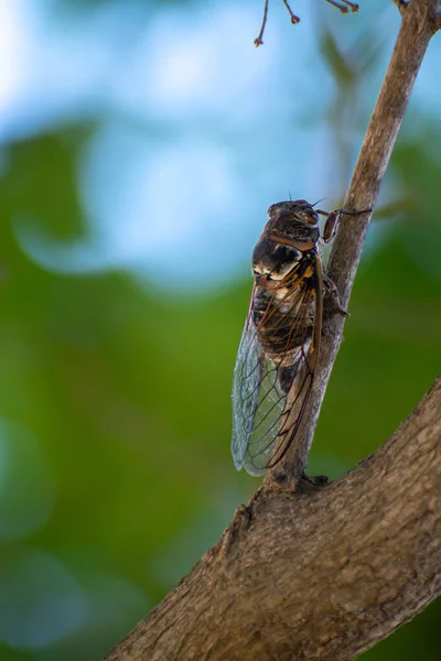 Símbolo Provenza Insecto Adulto Cigarra Orni Sienta Primer Plano Del —  Fotos de Stock