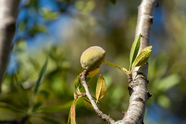 Green almonds nuts ripening on tree in summer, cultivation of almond nuts in Provence, France