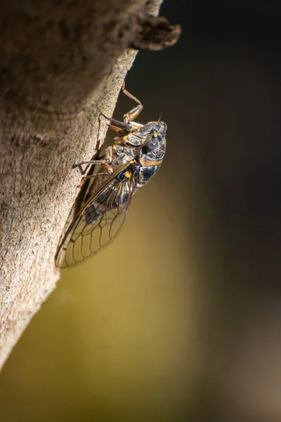 Símbolo Provenza Insecto Adulto Cigarra Orni Sienta Primer Plano Del — Foto de Stock