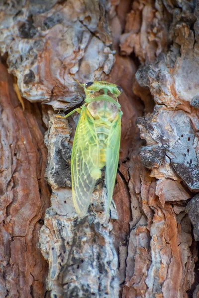 Provence Sembolü Bir Gün Genç Yeşil Ağustos Böceği Ağaçta Oturur — Stok fotoğraf