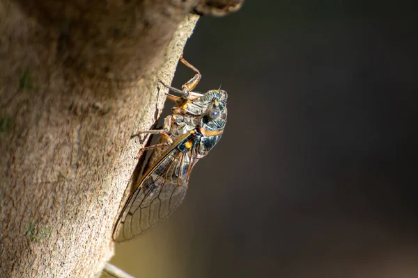 Símbolo Provenza Insecto Adulto Cigarra Orni Sienta Primer Plano Del —  Fotos de Stock