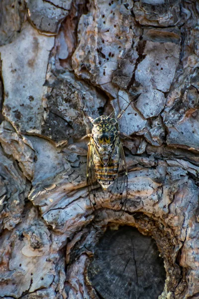 Símbolo Provenza Insecto Adulto Cigarra Orni Sienta Primer Plano Del —  Fotos de Stock