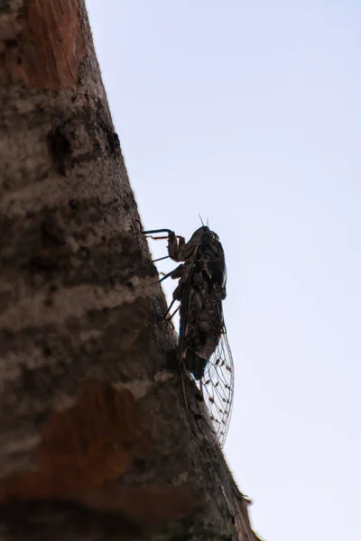 Símbolo Provenza Insecto Adulto Cigarra Orni Sienta Primer Plano Del —  Fotos de Stock