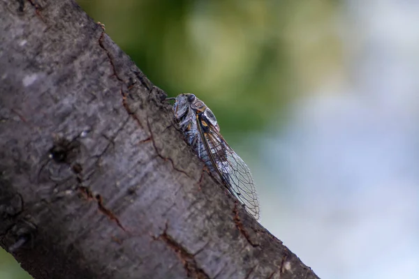 Símbolo Provenza Insecto Adulto Cigarra Orni Sienta Primer Plano Del —  Fotos de Stock