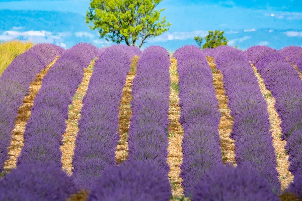 Turistmål Södra Frankrike Färgglada Aromatiska Lavendel Och Lavendelfält Blom Juli — Stockfoto