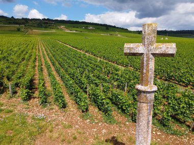 Fransa 'nın doğusundaki Burgundy bölgesinde kırmızı ve beyaz Burgundy şarabı üreten, Cote de nuits' teki Pinot noir üzüm bitkilerinin bulunduğu duvarlı yeşil büyük cru ve başlıca cru üzüm bağlarına Aerian manzarası.