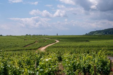 Cote de nuits 'deki Pinot noir üzüm bitkileriyle birlikte yeşil büyük cru ve başlıca cru üzüm bağları, Doğu Fransa' nın Burgundy bölgesinde ünlü kırmızı ve beyaz Burgundy şarabı üretiyorlar..