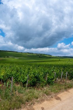 Cote de nuits 'deki Pinot noir üzüm bitkileriyle birlikte yeşil büyük cru ve başlıca cru üzüm bağları, Doğu Fransa' nın Burgundy bölgesinde ünlü kırmızı ve beyaz Burgundy şarabı üretiyorlar..