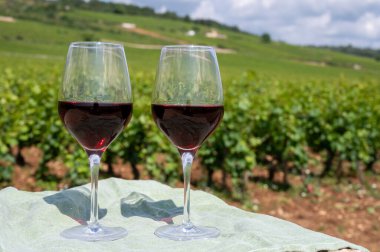 Burgundy Cote de Nuits şarap bölgesinde yaz mevsiminde Grand Cru pinot noir üzüm bağlarından şarap, iki bardak şarap ve yeşil üzüm bağlarının tadına bakmak.
