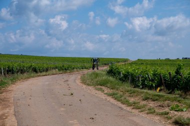 Cote de nuits 'deki Pinot noir üzüm bitkileriyle birlikte yeşil büyük cru ve başlıca cru üzüm bağları, Doğu Fransa' nın Burgundy bölgesinde ünlü kırmızı ve beyaz Burgundy şarabı üretiyorlar..