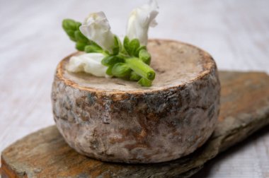 Peynir koleksiyonu, olgun inek peyniri, Fransa 'dan gelen mantarlı tommette de savoie, Alp dağlarında yapılan peynir.