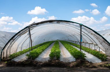 Hollanda 'da plastik film ve tarımla kaplı açık sera inşaatlarında yetişen çiçek açan çilek bitkileri.